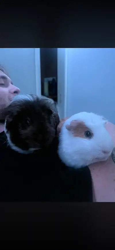 friendly male Guinea pigs for rehoming, View more