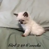 4 true unregistered ragdoll kittens with vet check and shots