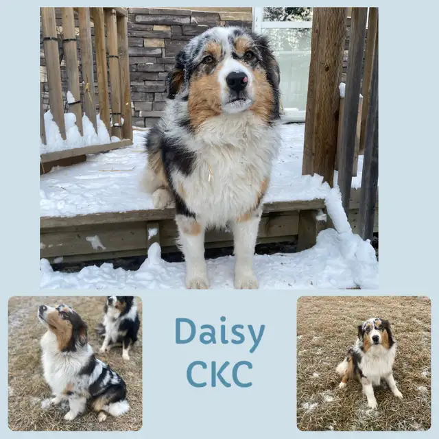 CKC Australian Shepherds Waitlist Open in Dogs & Puppies for Rehoming in Edmonton - Image 3