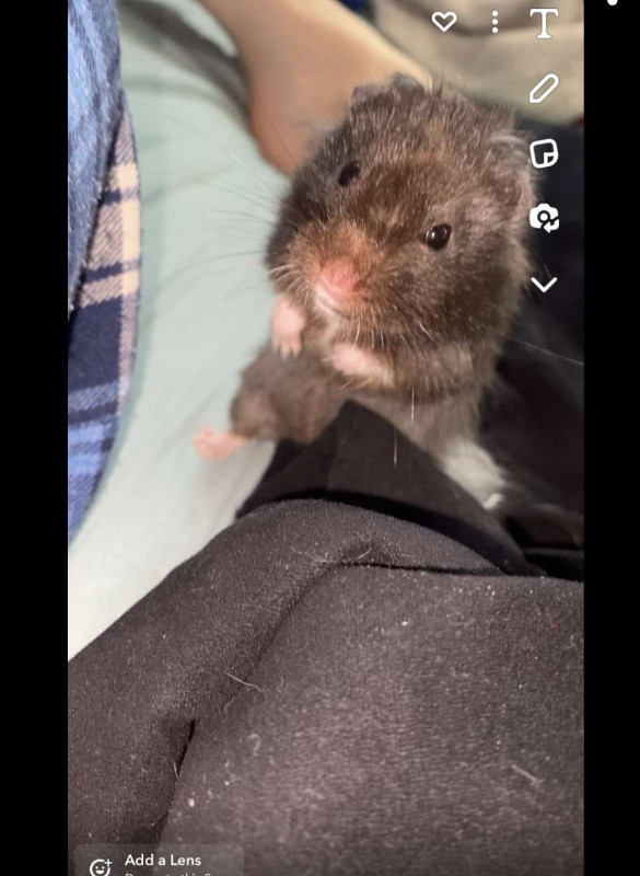 FREE HAMSTERS 1 MONTH OLD in Small Animals for Rehoming in Oshawa / Durham Region