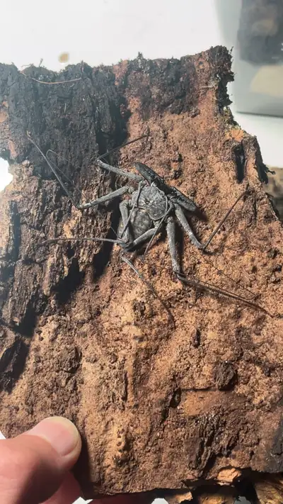 Mexican Tailess Whip Scorpion , View more