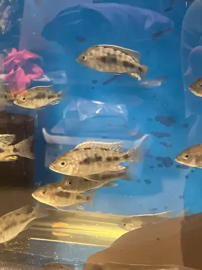 Cichlids-Female, View more