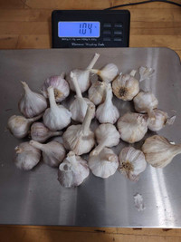 End of Winter Garlic Sale