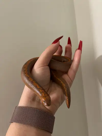 Sirius the Sand Boa , View more