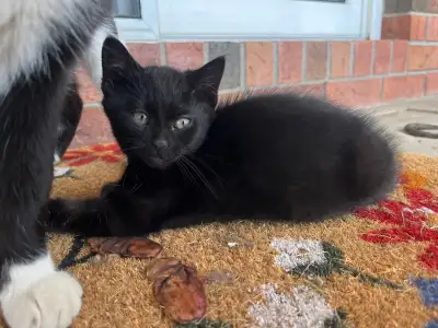 Black female kitten. Last ONE!!!, View more
