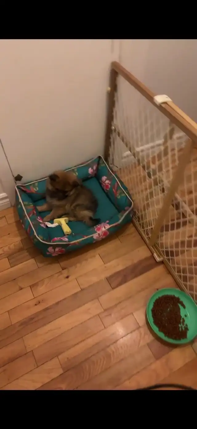 Pomeranian nain in Dogs & Puppies for Rehoming in Longueuil / South Shore - Image 4