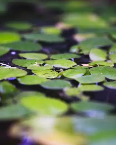 Amazon Frogbit, View more