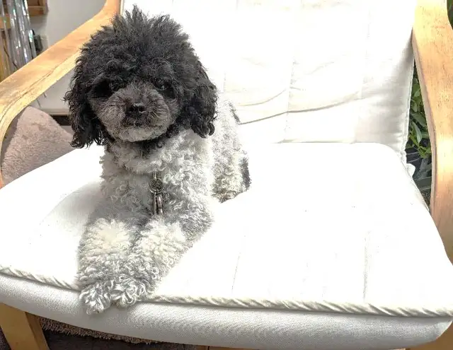 Last one: playful very tiny black toy poodle pup, male in Dogs & Puppies for Rehoming in Ottawa - Image 11