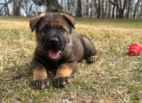 Shepherd Malinois Puppies Working Guardians