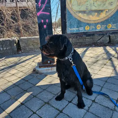 This is a very good companion, a fun friend! I'm looking to rehome this lovable dog. While this pal...