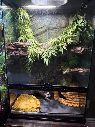 4 white tree frogs + enclosure, View more