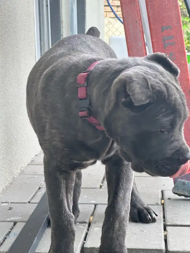 Cane Corso 11 week old female  in Dogs & Puppies for Rehoming in Mississauga / Peel Region - Image 3