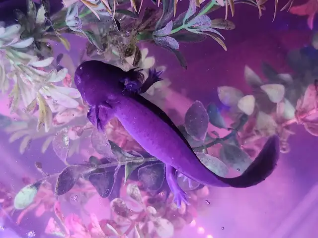 Baby Axolotls  in Reptiles & Amphibians for Rehoming in Oshawa / Durham Region - Image 11