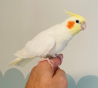 Top Quality Cockatiel pair! X large flight cage available!