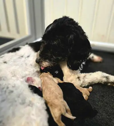 Medium Double Doodles- Ready Spring 2026, View more