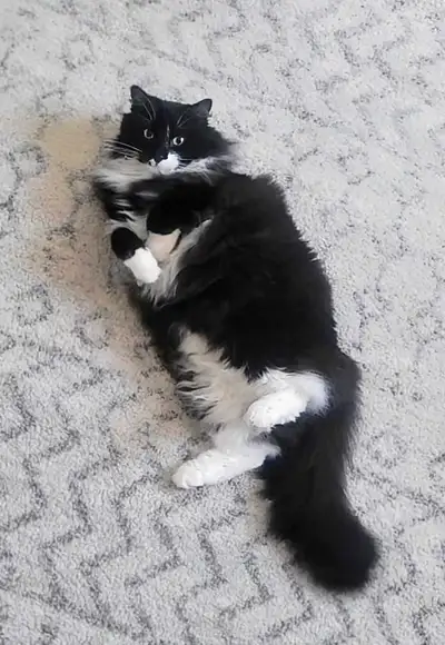 Penelope the kitty , View more