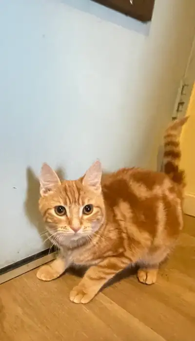 Orange Peach Kitten, View more