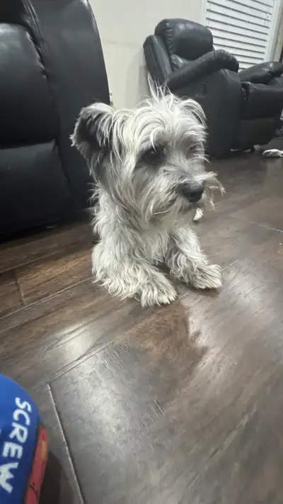 Yorkshire Terrier, View more