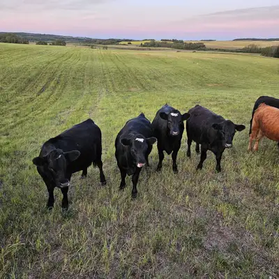 15 Bred heifers for sale. Black, and black with some white, and a few red heifers. Bull was put in w...