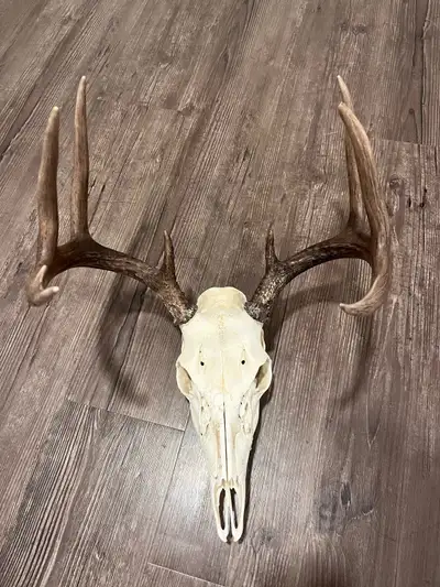 deer skull, View more
