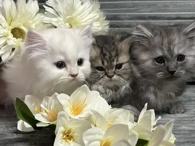 Chatons persans à vendre, View more