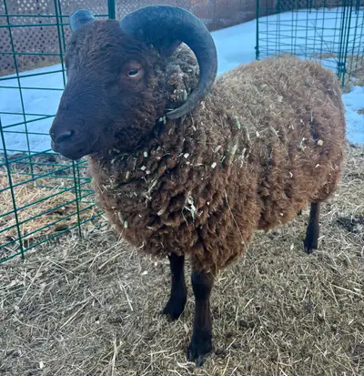 Purebred Shetland Ram, View more