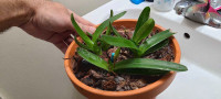 Mexipedium xerophyticum orchid 