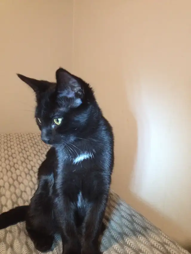 Russian Blue/ Maine Coon kittens. 3 kittens ready to go $40 in Cats & Kittens for Rehoming in Edmonton - Image 7