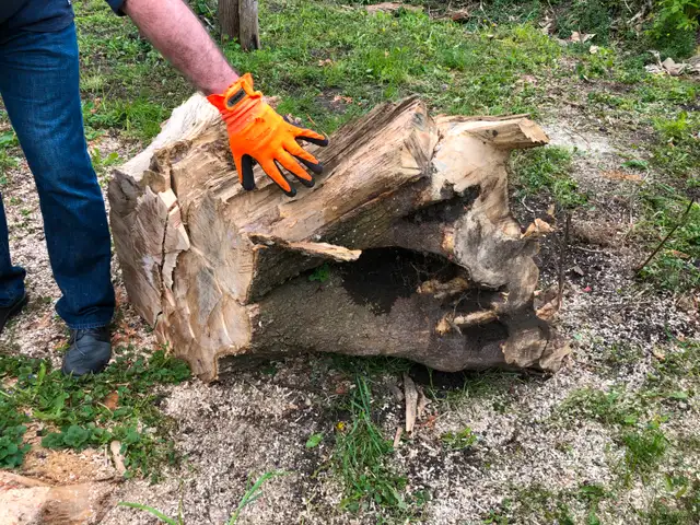 Free Tree Stump and Torso in Free Stuff in Peterborough - Image 4