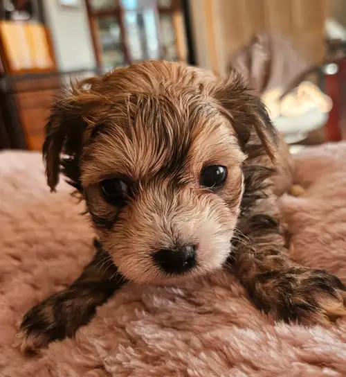 Three beautiful morkies one female and two males arexwaiting for firever homes. Will be vaccinated a...