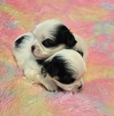 ❤️❤️ TOP QUALITY MORKIE PUPPIES FROM CKC BLOODLINES ❤️❤️, View more