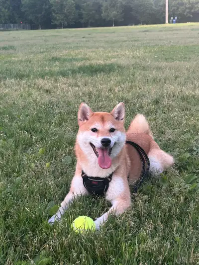 2.5 year old female Shiba Inu for sale. Unfortunately no longer to care for her so looking for a new...