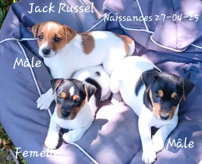 Adorables Chiots Jack Russel , View more