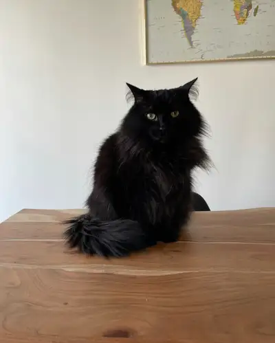 Mainecoon cat for rehoming, View more