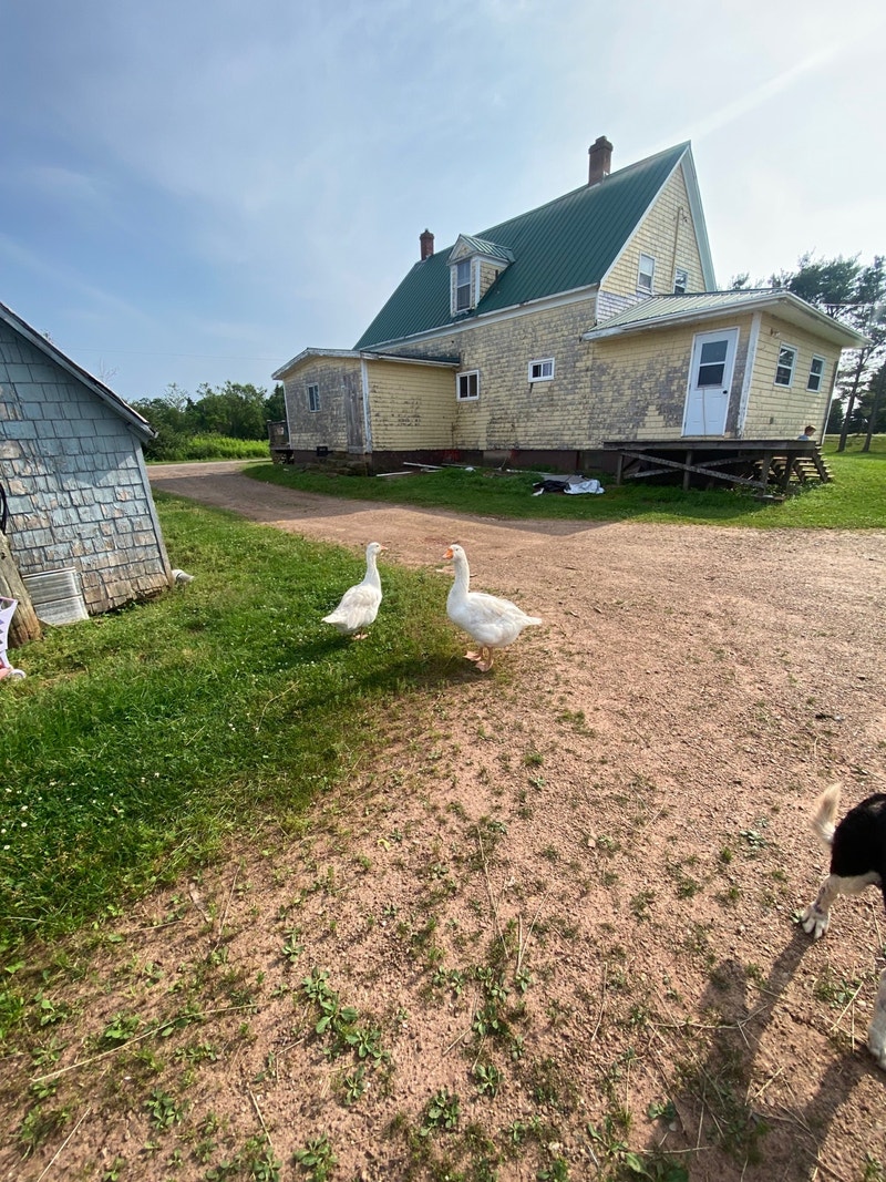 Pair of geese Livestock Charlottetown Kijiji