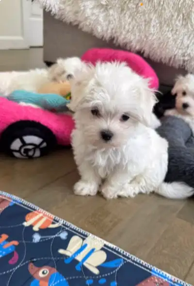 We have two adorable female maltipoos ready for new homes. Mom is a maltese and dad is a toy poodle....