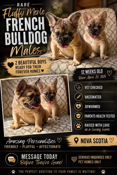 Rare French bulldogs, View more