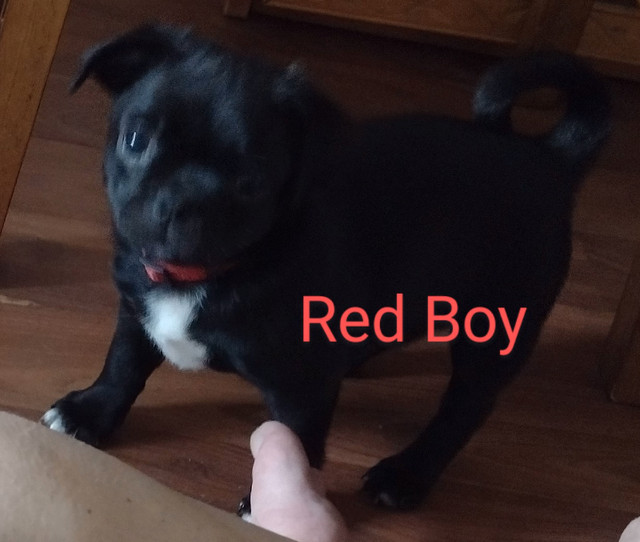 Adorable 1/2 Chihuahua 1/2  Pug (Chug) Puppies in Dogs & Puppies for Rehoming in City of Halifax - Image 4
