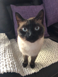 Siamese 2 years old fixed male
