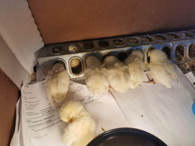 (All Sold) Two-Week Old Bresse Chicks For Sale in Livestock in Windsor Region - Image 2