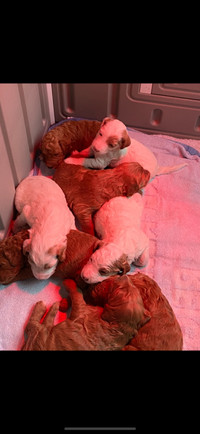 F1B GoldenDoodle Puppies/Hypoallergenic