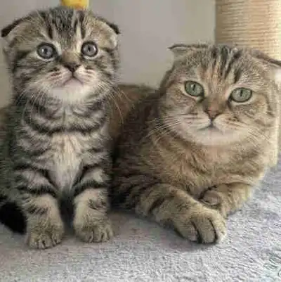 Scottish Fold (4e génération), View more