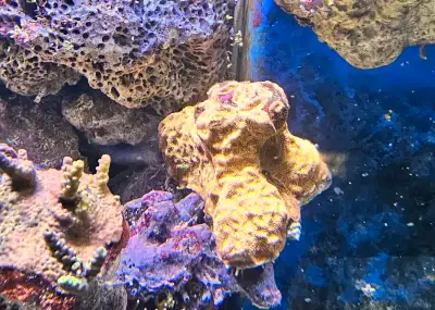Brighten up your reef with this stunning Jack-O-Lantern Lepto! This 4-inch piece is fully encrusted...