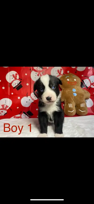 Aussie Pomsky Puppies! NOW READY, View more