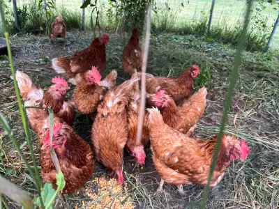 11 Older Hens For Sale - Meat or Pet., View more
