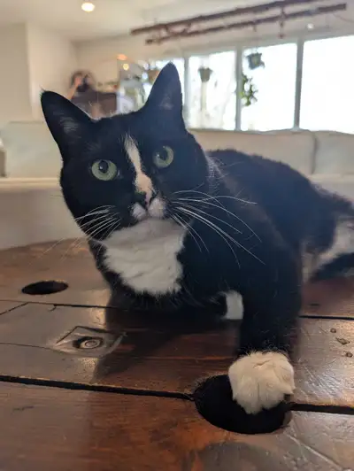 Looking for preferably a quiet home for our cat. She has no behavioural issues, she is spayed and fr...