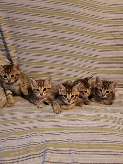 Bengal femelle et mâles pure , View more