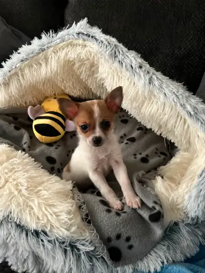 Beautiful and playful Pomeranian and chihuahua, affectionate and good with other dogs and cats. Has...