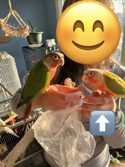 sun cheeked conure, View more