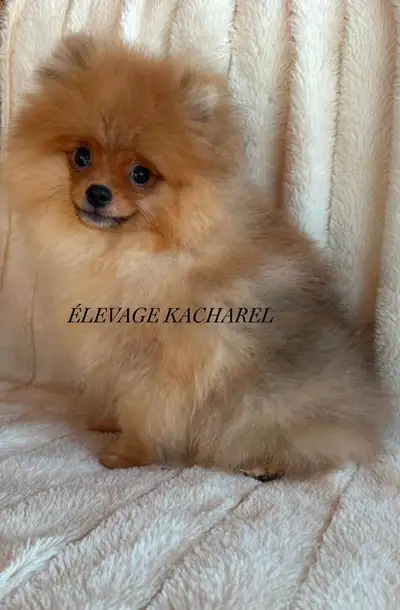 VENDU.       POMERANIEN MÂLE LIGNÉES CH.  EUROPÉENNES/COREENNES, View more